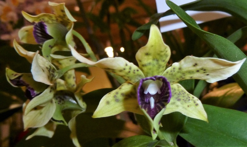 Den. Little Atro (Den. normanbyense x Den. atroviolaceum).JPG