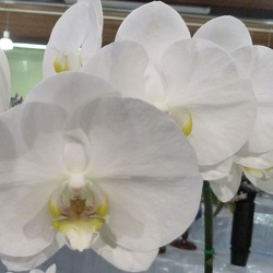 Dtps. Straits Puff x Phal. I-Hsin Blanche