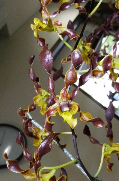 Den. John's Charm (Den. discolor x Den. semifuscum).JPG