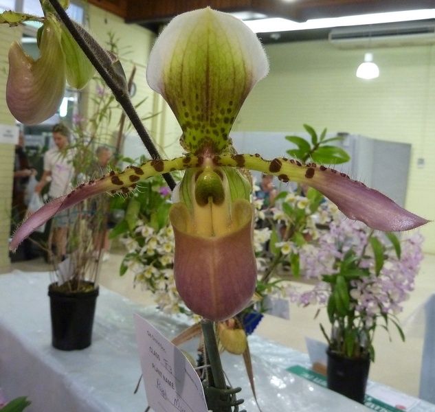 Paph. Myra (Paph. chamberlainianum x Paph. haynaldianum).JPG