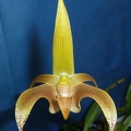 Bulb. lobbii 'Stardust'.JPG