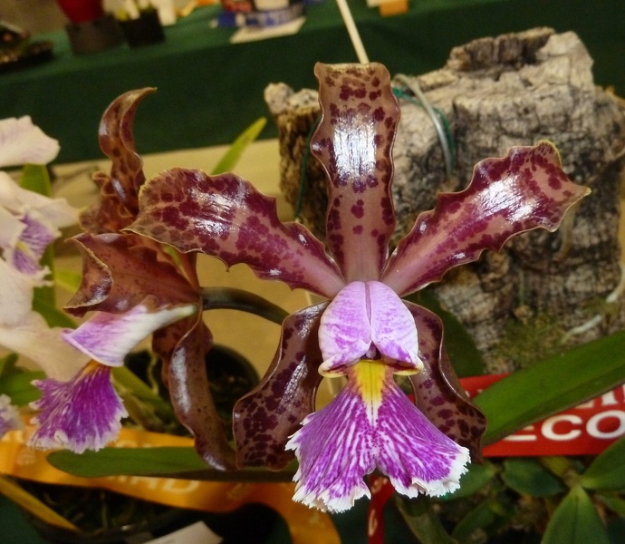 C. schilleriana.JPG