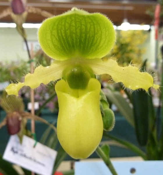 Paph. primulinum.JPG