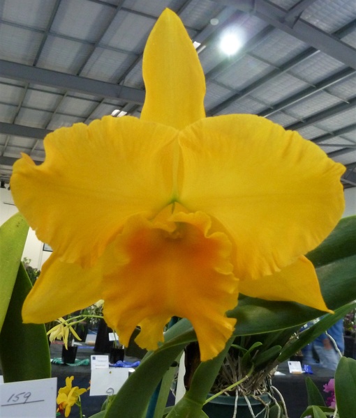 Rlc. Haw Yuan Gold.JPG