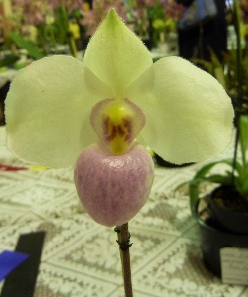 Paph. delenatii.JPG