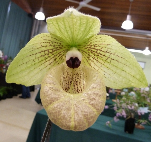 Paph. malipoense.JPG