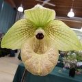 Paph. malipoense.JPG