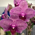 Dtps. I-Hsin Sesame 'Mona Lisa Smile'.jpg