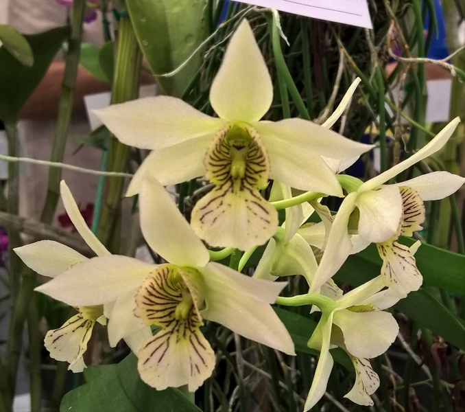 Den. Green Mist (Den. convolutum x Den. johnsoniae).jpg