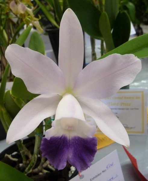 C. Cariad's Mini-Quinee (C. Mini Purple x C. intermedia).JPG