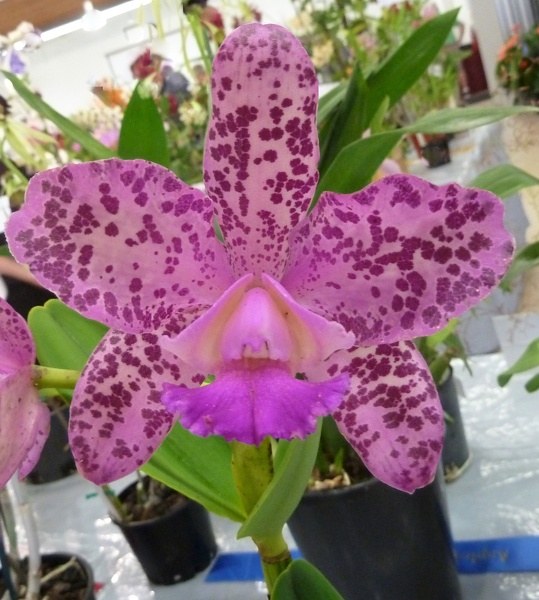 C. Caudebec 'Candy'.JPG