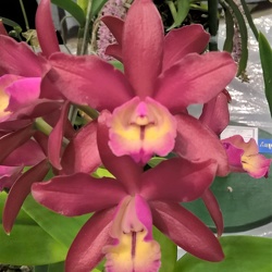 Ctt. Chocolate Drop x C. harrisoniana