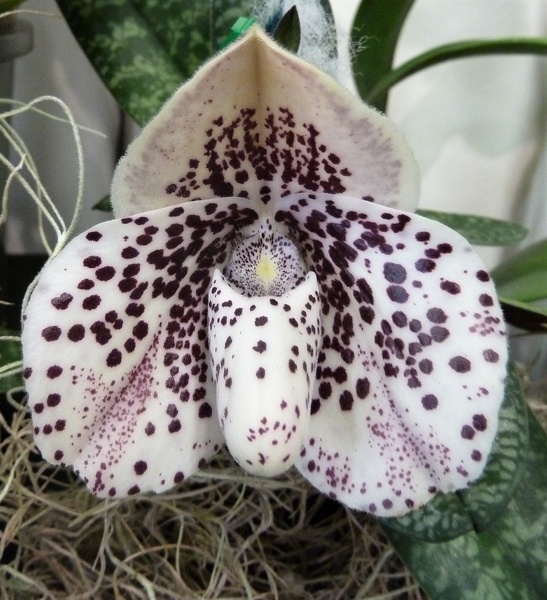 Paph. bellatulum.JPG