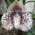 Paph. bellatulum.JPG