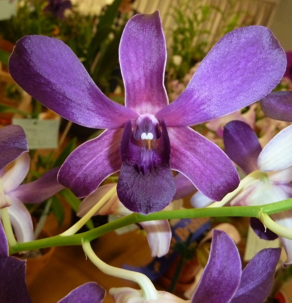 Den. Blue Foxtail x Den. Udom Blue Angel.JPG