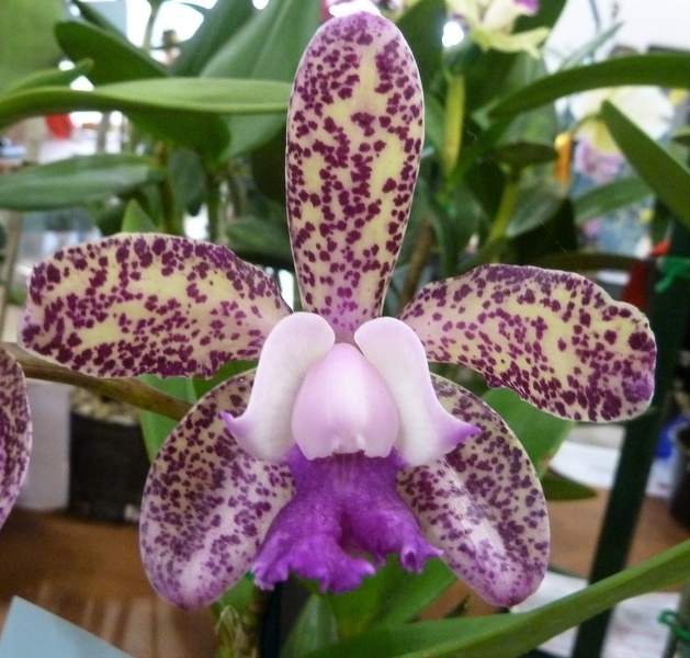 C. Caudebec 'Southern Cross' x C. Lumita 'Bold Spots'..JPG