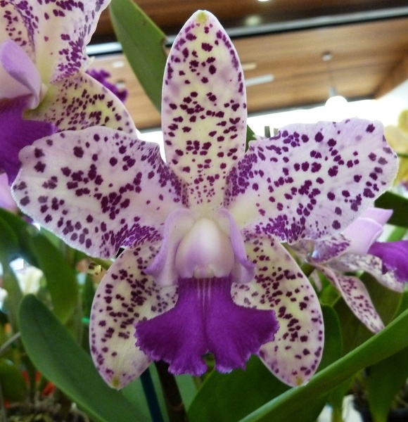 C. Caudebec x C. Highland Spots..JPG