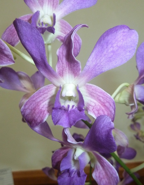 Den. Makariki Blue x Den. Masako Taki.JPG