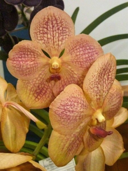 (V. Kultana Gold x V. Udomchai) x V. Golden Gulf.JPG