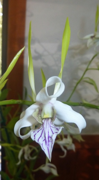 Den. Samarai (Den. stratiotes x Den. antennatum).JPG