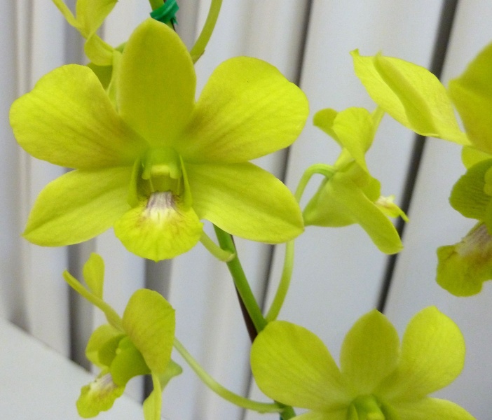 Den. Burana Green x Den. Entropy.JPG