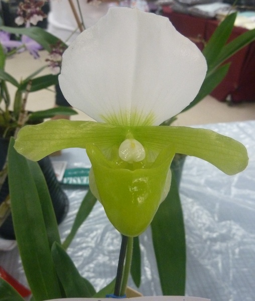 Paph. charlesworthii f. album.JPG