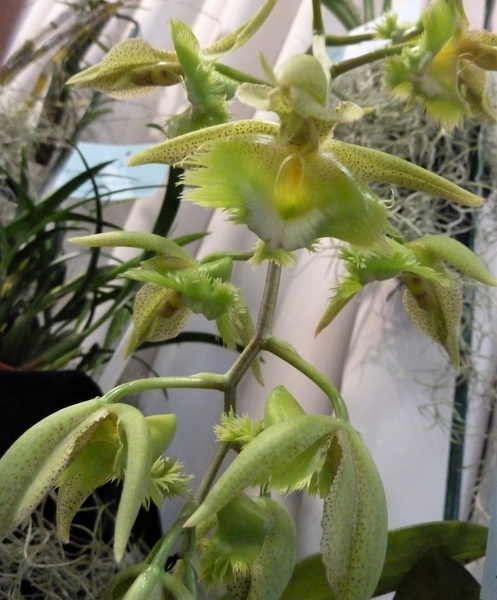 Catasetum [Ctsm.] fimbriatum..JPG