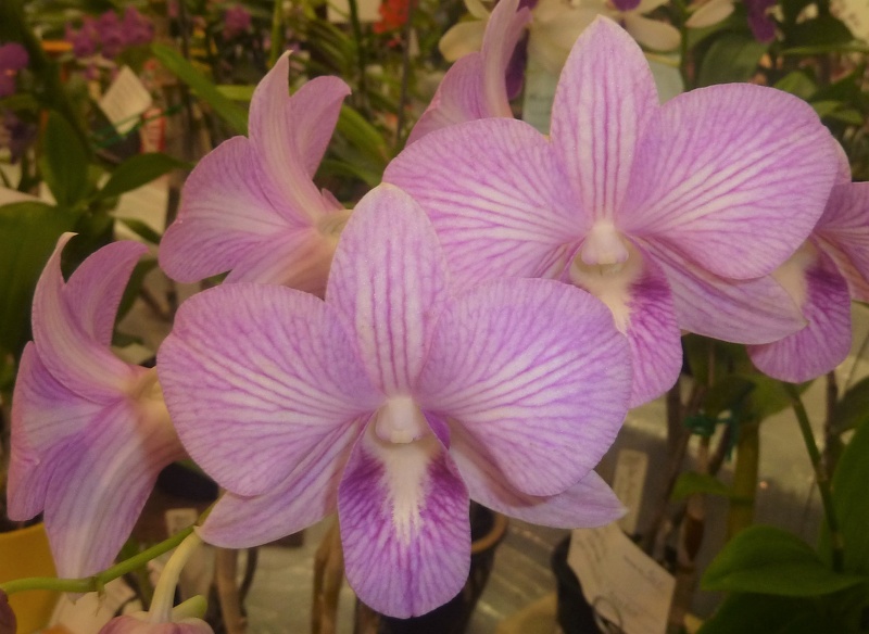 Den. Jock's Candy x Den. Kiilani Stripe.JPG