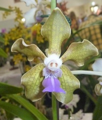 V. tessellata "Green"