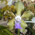 V. tessellata "Green"