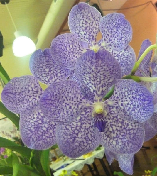 Nakorn Sawan "Blue Queen"