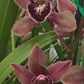 Cym. St Agnes Red 'Canala'.jpg