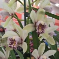 (Cym. Palace Court x Cym. Dolly 'Claire').jpg