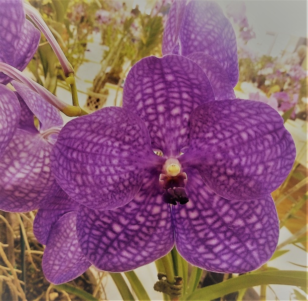 V. Sheri Goodwin (V. coerulea x V. Bangyikhan Red).JPG