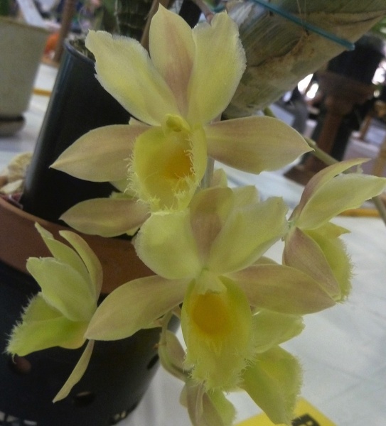 (Cl. Grace Dunn x Ctsm. Orchidglade)..JPG