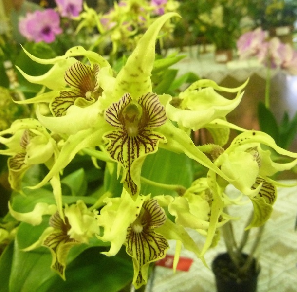 Den. Pacific Pride (Den. alexandrae x Den. forbesii).JPG