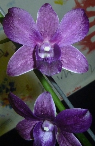 Den. Blue Sapphire.JPG