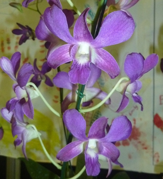 Den. Burana Angel 'Blue' (2).JPG