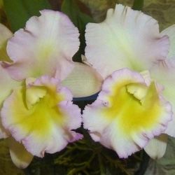 Rth. Momilani Rainbow x Rlc. Shin Shiang Diamond