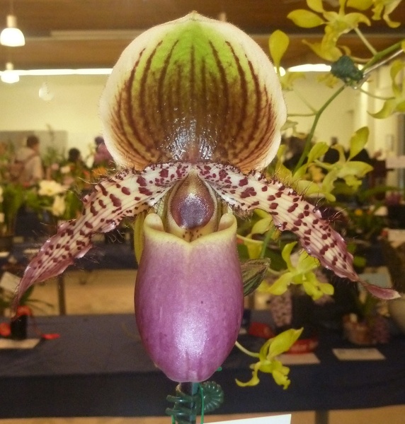 Paph. Yongala 'Rock and Roll'.JPG