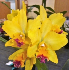 Rth. Topaz Quaint x Ctt. Aussie Sunset