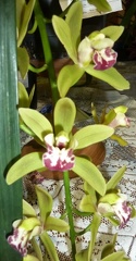Orchid Conference "Green Cascade"