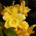 Den. Yellow Ribbon.JPG