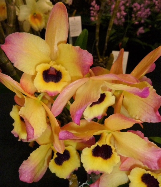 Den. Chao Praya 'Fragrant Lady'.JPG