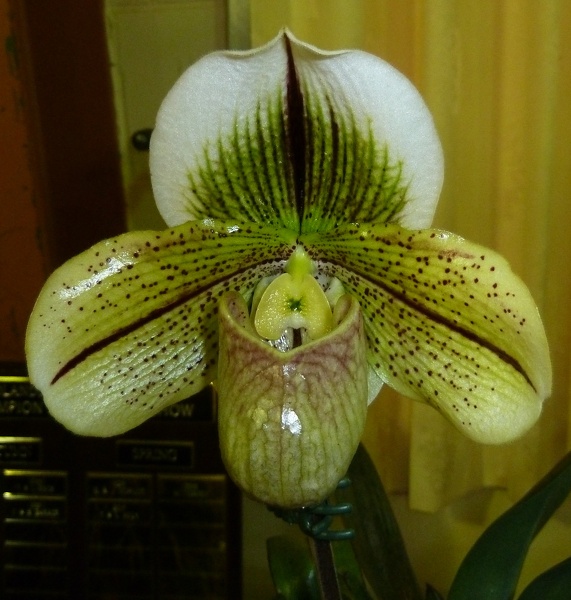 Paph. Highlands Global deception.JPG