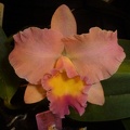 C. Beaufort x Rlc. Burdekin Bells