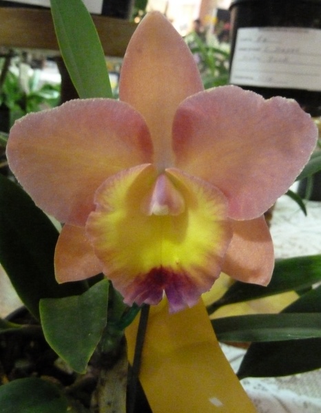 C. Lana Coryell 'Chery'.JPG