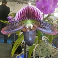 Paph. Saturday Night.JPG