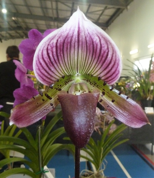 (Paph. Ruby Peacock x Paph. Hsinying Web).JPG