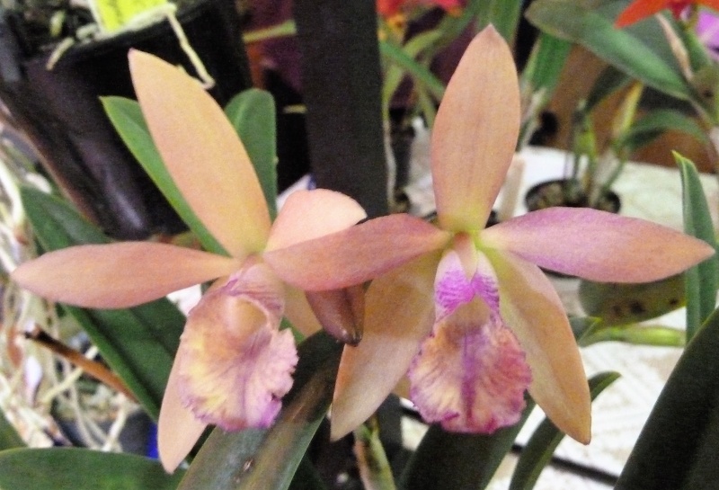 Bc. Yellow Bird x C. Ollies' Folly